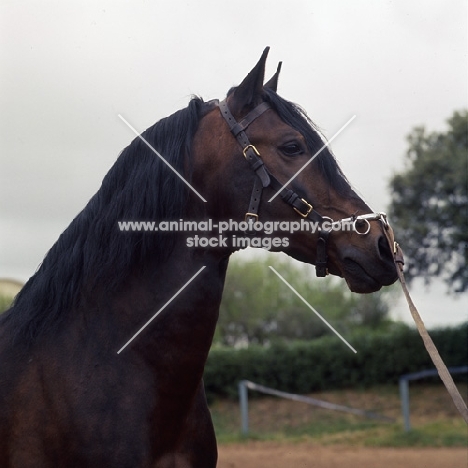 alter real horse, ansioso, head and shoulder  