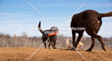 two Labrador's retrieving