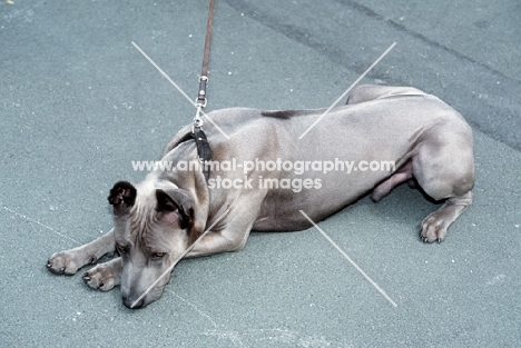 rioux von tor zum rheingau, thailand ridgeback, lying down showing ridge