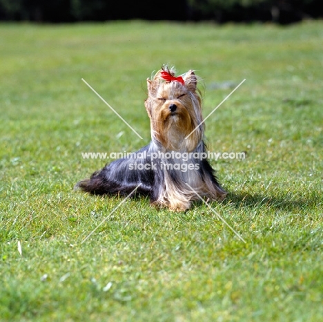  yorkshire terrier in the wind with eyes closed