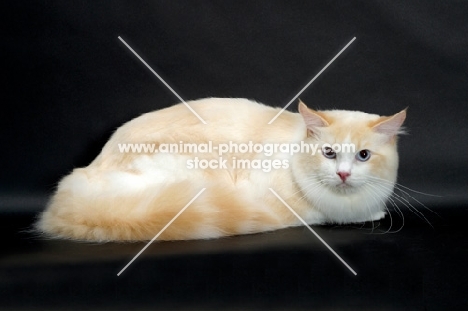 Cream Point Bi-Colour Ragdoll on black background