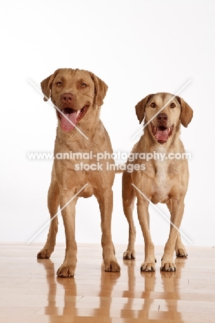 two Chesapeake Bay Retrievers on wooden floor