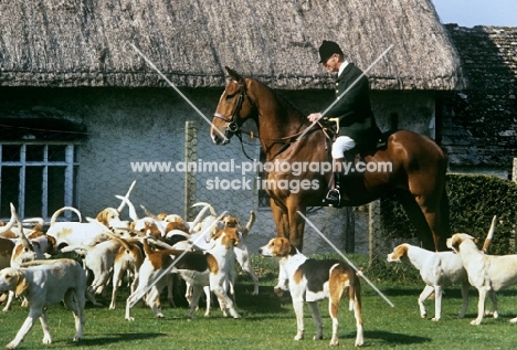 beaufort hunt foxhounds with huntsman 