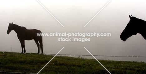 two horses in misty field