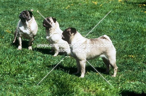 three pugs together