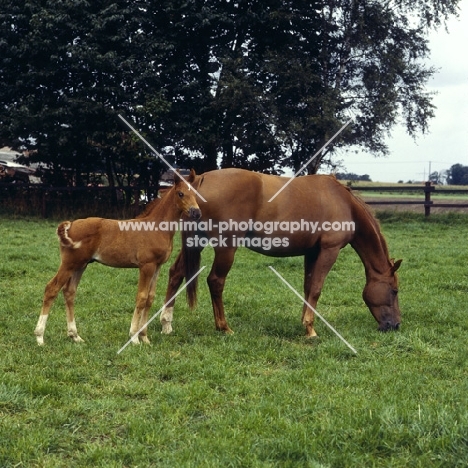 Hanoverian mare grazing with foal at Celle