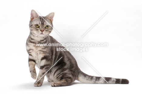 American Shorthair, Blue Silver Classic Tabby