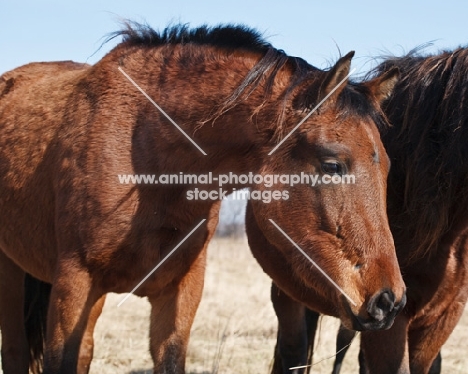 Morgan Horse side view