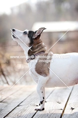 jack russell mix standing with paw raised