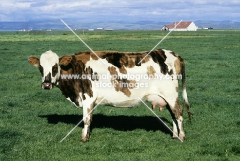 icelandic cow in iceland