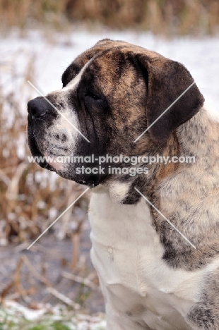 Boerboel portrait