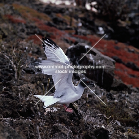 swallow tailed gull landing on lava, champion island, galapagos islands