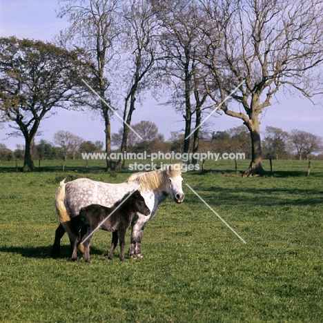 shetland pony mare and foal in field
