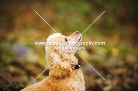 apricot coloured toy Poodle, profile