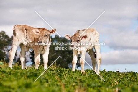 two Swiss brown calves