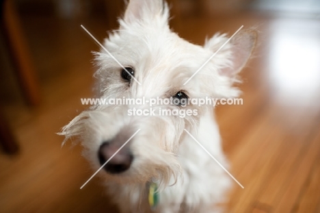 Shaggy wheaten Scottish Terrier puppy tilting his head.