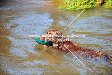 chocolate Labrador Retriever with dummy