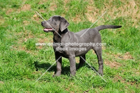 charcoal Labrador puppy