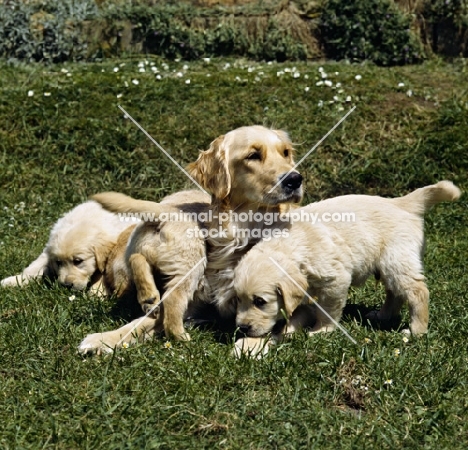 golden retriever with 3 puppies playing on grass
