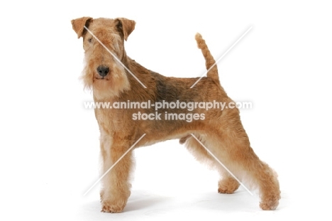 Lakeland Terrier, Australian Grand Champion