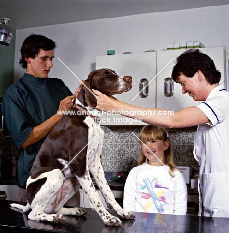 pointer puppy at vet to receive inoculation from vet, neil forbes,