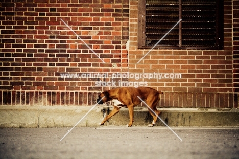 Boxer walking along brick wall