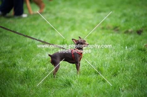 chocolate and tan miniature pinscher standing in a field on a lead
