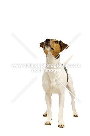 Jack Russell isolated on a white background