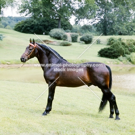 blarney stone, morgan stallion, 'foundation' morgan