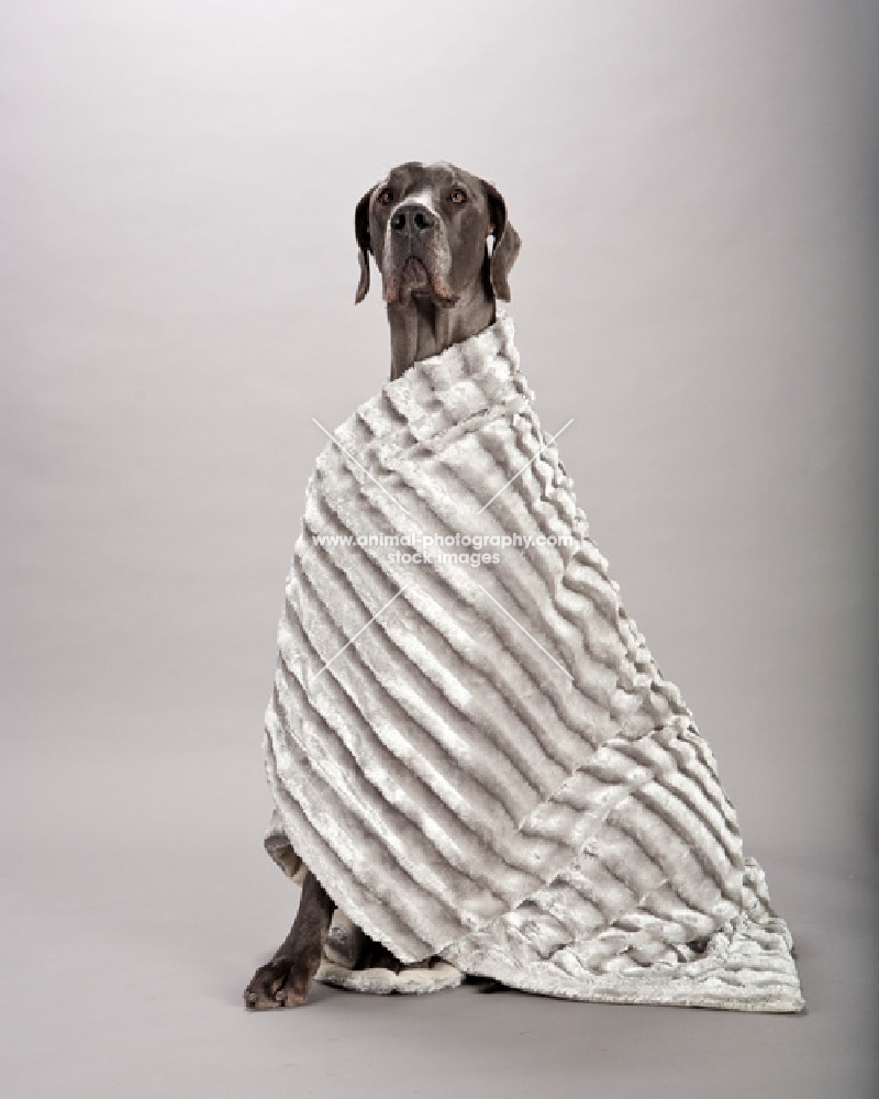 Great Dane in blanket