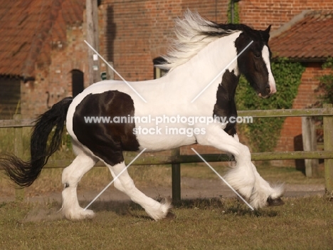 Piebald horse running