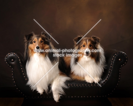 Shetland Sheepdog (sheltie)