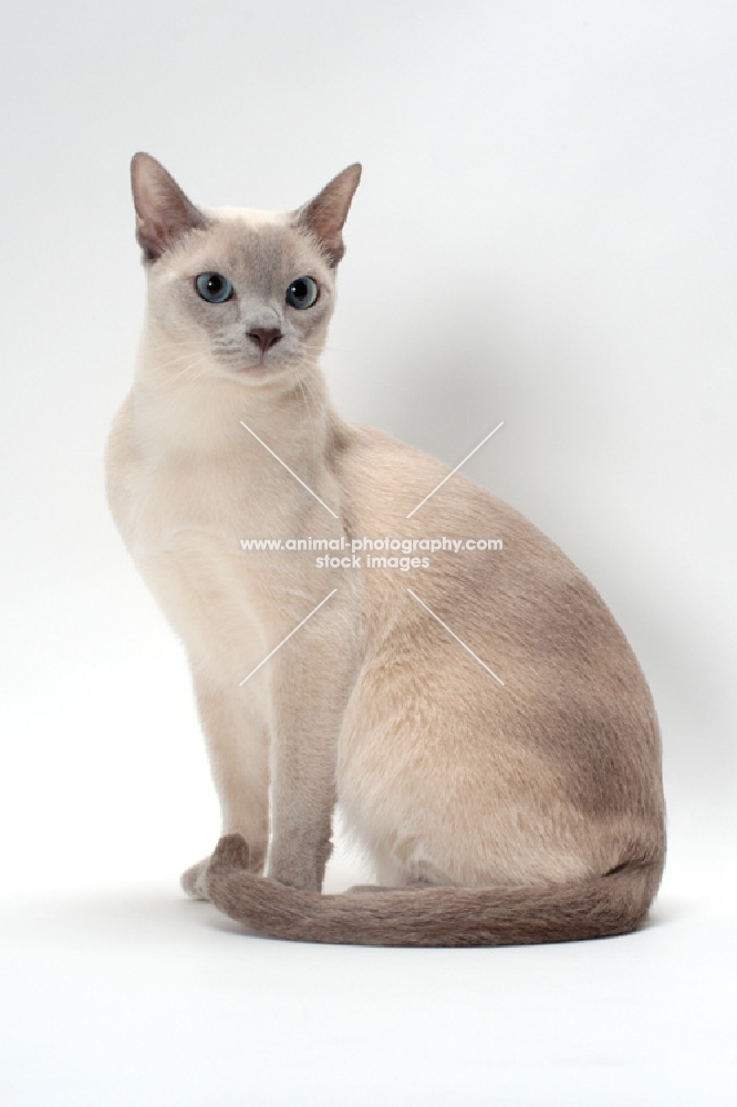 Tonkinese, Lilac (Platinum) Mink coloured