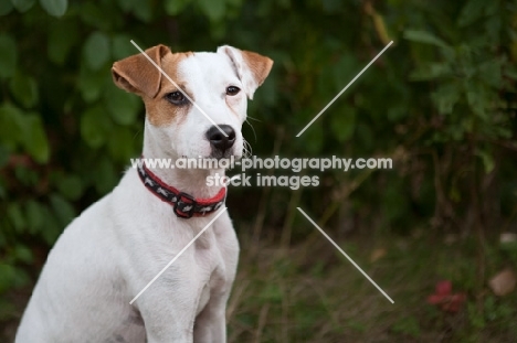 Jack Russell Terrier wearing collar