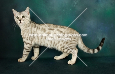 silver spotted bengal side view