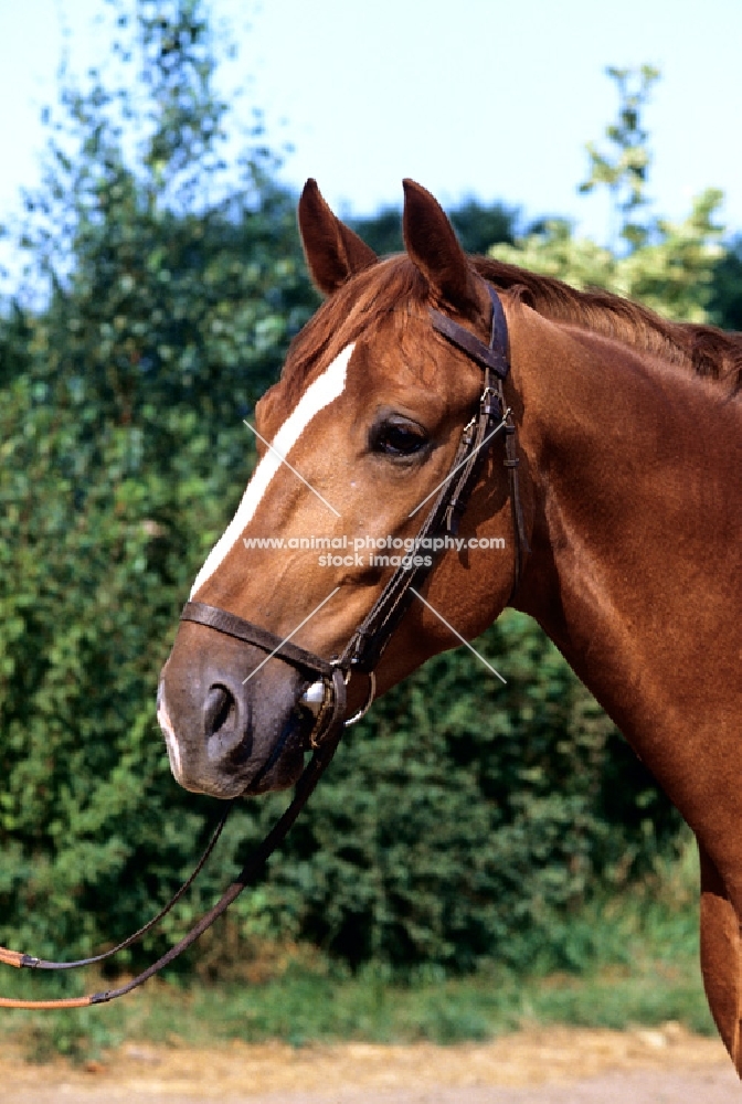 dutch warmblood, portrait