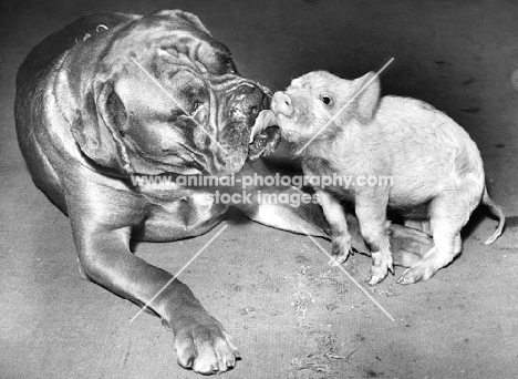 Boxer licking piglet