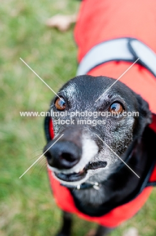 Lurcher portrait