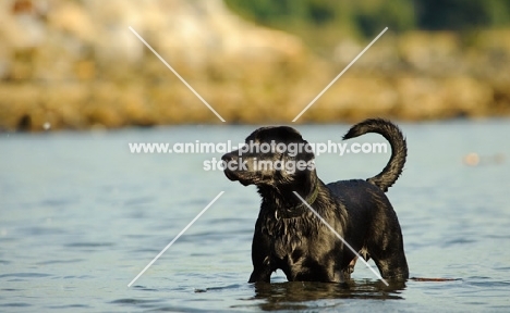 black Labrador Retriever standing in water