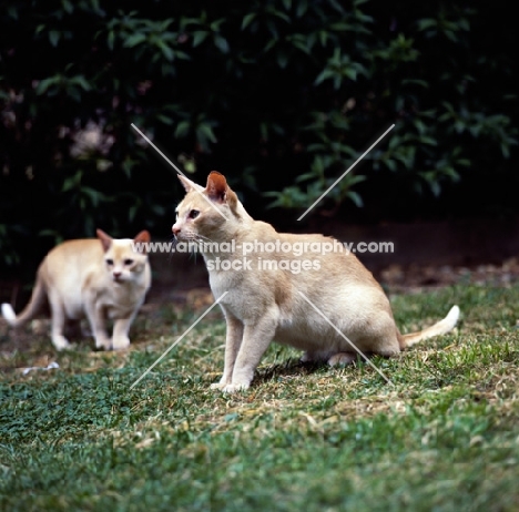 red burmese cats