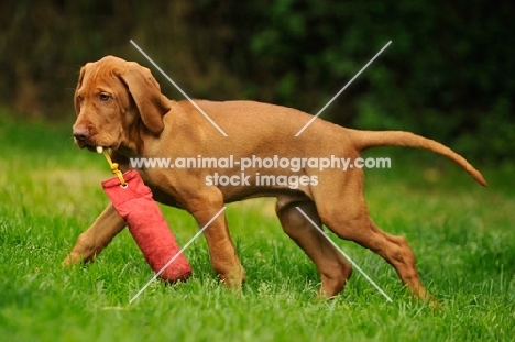 Hungarian Wirehaired Vizsla (aka Magyar Vizsla, Ungarisch Drahthaar) with dummy