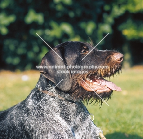 german wirehaired pointer lying down
