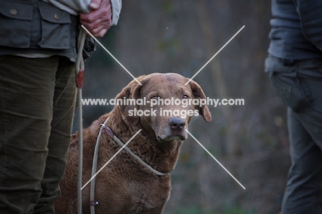 Chesapeake Bay Retriever with leash on sitting near owner