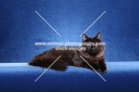 black Siberian on blue background