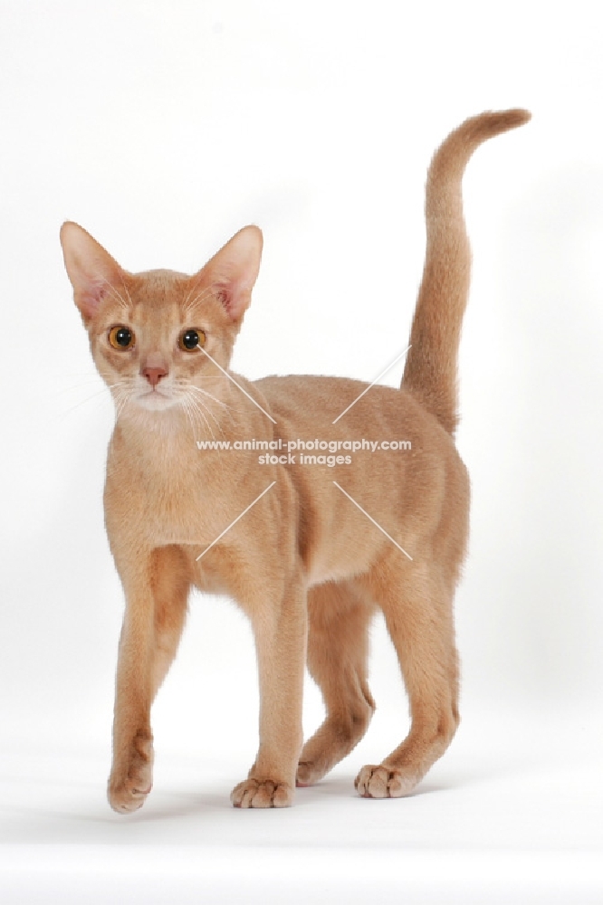 fawn Abyssinian on white background