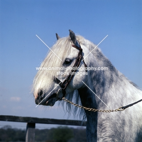 castle grey cloud, welsh mountain pony sec a, 