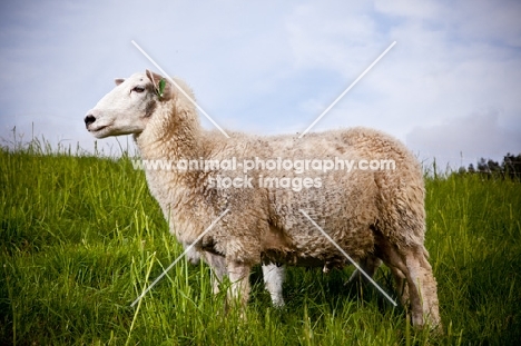 Norwegian White Sheep in field