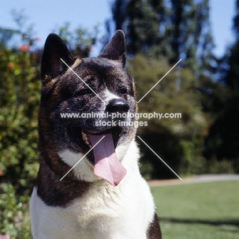 head shot of an akita