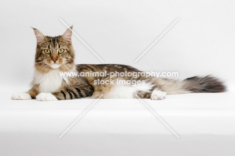 Brown Classic Tabby & White Maine Coon, lying on white background
