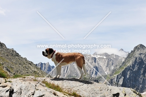 Saint Bernard, side view, in Swiss Alps (near St, Bernard Pass)